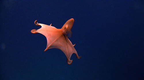 海洋生物發(fā)光 從防御到捕食的生存智慧