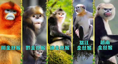 打開生物多樣性之門 探秘神農(nóng)架與醫(yī)藥領(lǐng)域技術(shù)開發(fā)